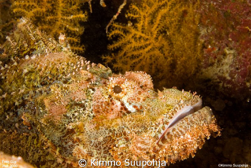 A frog or a fish ? by Kimmo Suupohja 