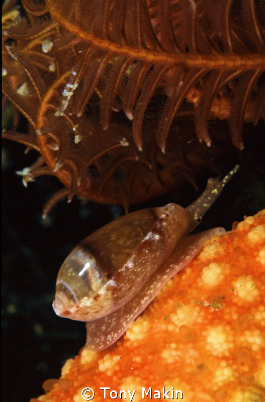 Marginella shell by Tony Makin 