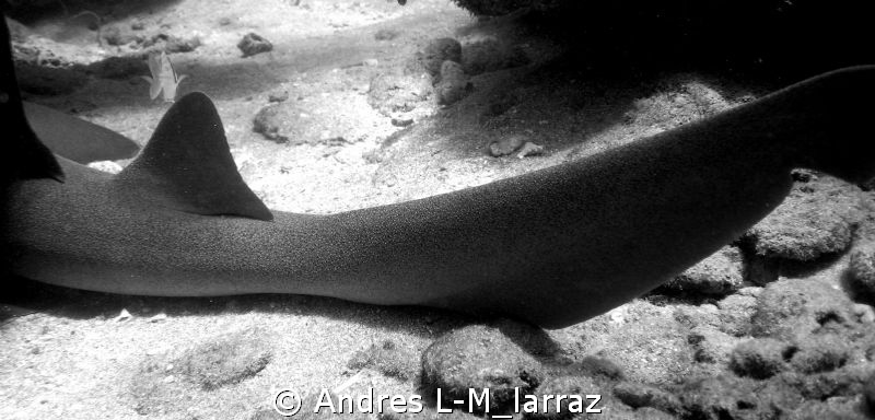 COMPOSITE /SHARK.B&W by Andres L-M_larraz 