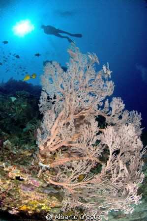 Gorgonia in Bunaken Park by Alberto D'este 