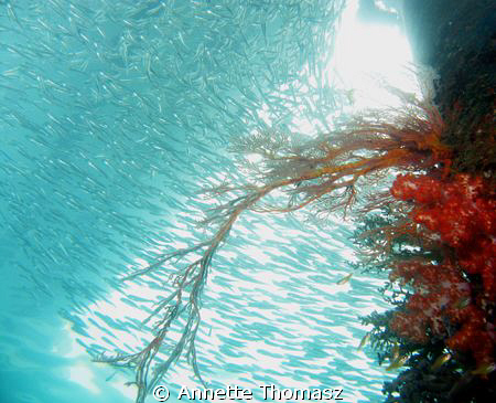 Taken at the Salang Jetty Tioman island. Camera G9 by Annette Thomasz 