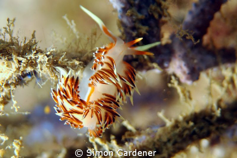 Nudi shot with Nikon D70s and 135mm macro full frame no crop by Simon Gardener 