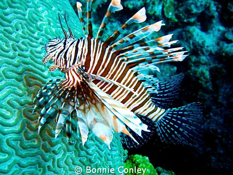 Lionfish seen in Freeport Bahamas May 2009.  Photo taken ... by Bonnie Conley 