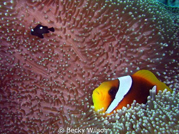 Clown fish and 3-spot Damsel fish neighbours in Red Sea, ... by Becky Wilson 