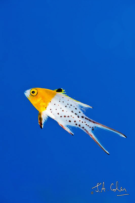 Juvenile Lyre Tail Hogfish by Julian Cohen 