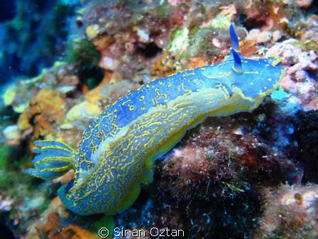 I love everything in blue =) by Sinan Oztan 