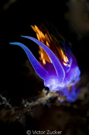 nudi on fire by Victor Zucker 