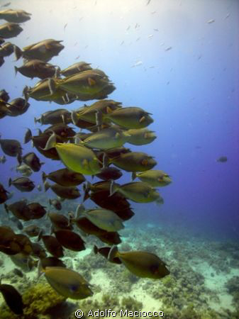 Unicorn Fish.
Yolanda Reef.
Ras Mohamed by Adolfo Maciocco 