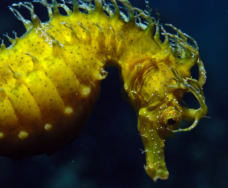 Seahorse Macro shot at island Gangaro near Biograd by Andy Kutsch 