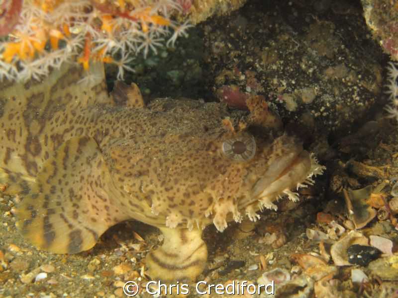 I would never have believed that toadfishes thrive on the... by Chris Crediford 