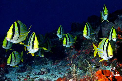 My favorite photogenic friends of Paso Cedral off the isl... by Steven Anderson 