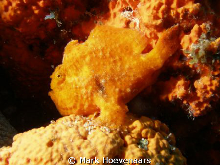 Beautiful Frog Fish. Taken on Bonaire at Windsock. Olympu... by Mark Hoevenaars 