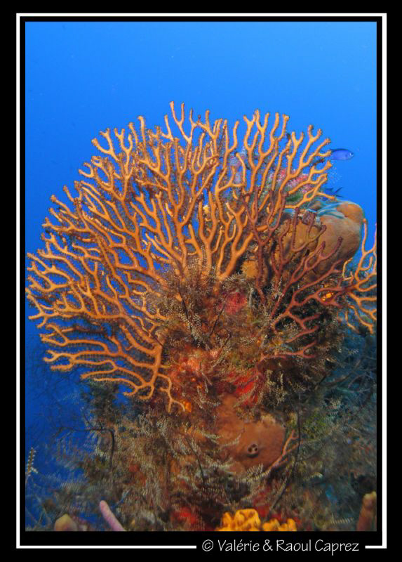 Taken with a Canon G9 in Cozumel. by Raoul Caprez 