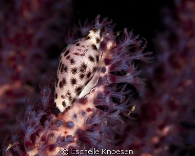 Cowry, Nikon D90 105mm by Eschelle Knoesen 