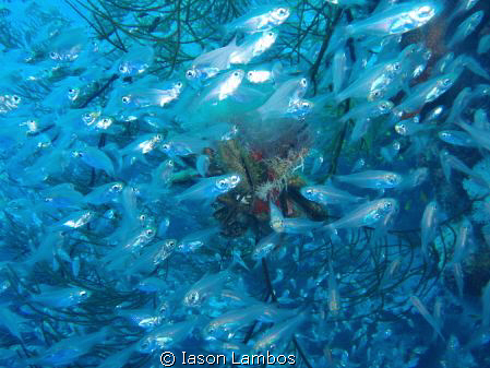 glass fish m 1030 sw by Iason Lambos 