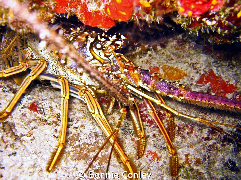 Lobster seen in Freeport Bahamas May 2009.   Photo taken ... by Bonnie Conley 