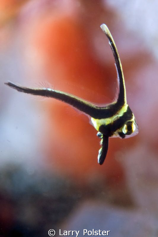 Juvy Jacknife , D300-60mm by Larry Polster 