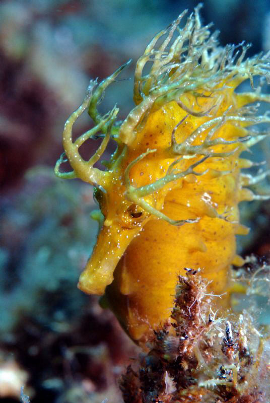 Seahorse at Gangaro Island near Biograd by Andy Kutsch 