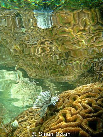 Reflection of a white tube worm on a coral at Wasrer Reef... by Sinan Oztan 