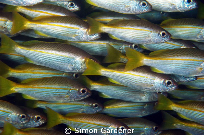 big eyed snapper  ( lutjanus ,lutjanus) shot with nikon D... by Simon Gardener 