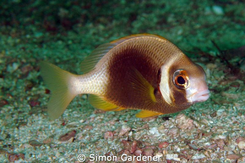 white cheek monocle bream ( scolopsis vosmeri ) shot with... by Simon Gardener 