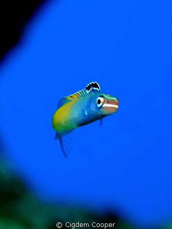 Townsend's fangblenny ( Plagiotremus townsendi)
Fuji F50... by Cigdem Cooper 