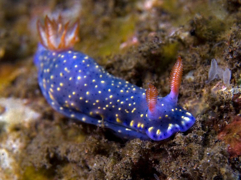 Nudibranch, Tulamben by Doug Anderson 