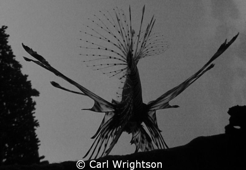Found this Lion Fish having a stretch under the shallower... by Carl Wrightson 
