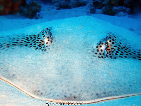 Honeycomb whipray.
Canon G10 & Epoque DS150 by Sean Cooper 