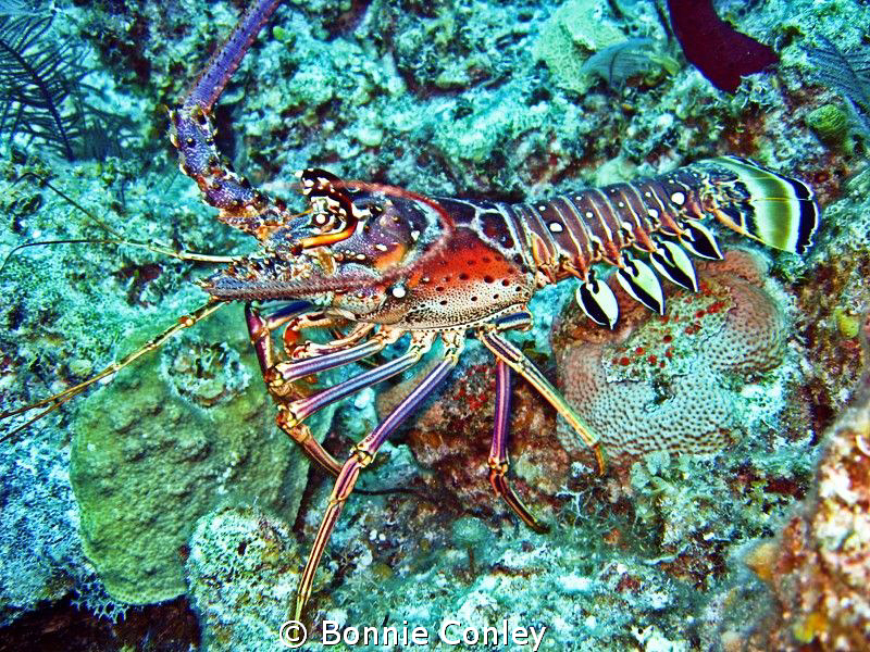 Lobster seen in Freeport Bahamas May 2009.  Photo taken w... by Bonnie Conley 