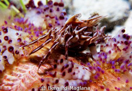 Dayang, Talikud Island, Davao by Bernard Maglana 