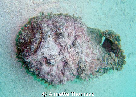 Undercover as a rock, except this rock rolls with the surge! by Annette Thomasz 
