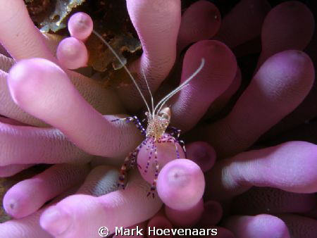 Olympus SP-350 w/ Sea & Sea YS-110 Strobe. by Mark Hoevenaars 