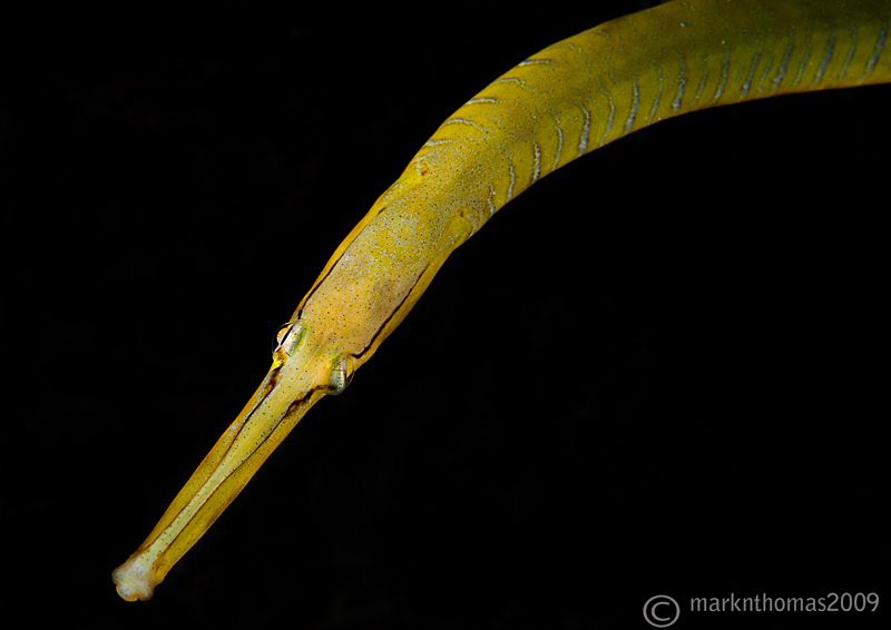 Snake pipefish.
Trefor Pier.
D3 105mm. by Mark Thomas 