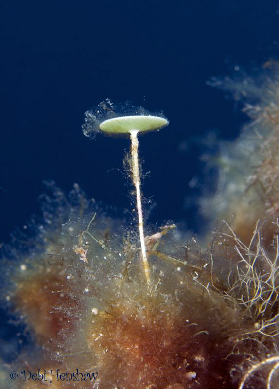 Lonely Flower - taken in Menorca by Debi Henshaw 