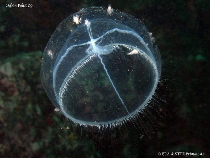 Amphipods riding a jelly. Ogden Point, BC. Canon G10 & In... by Bea & Stef Primatesta 