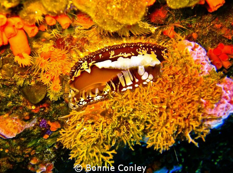 North Atlantic Thorny Oyster seen on a wreck in Freeport ... by Bonnie Conley 