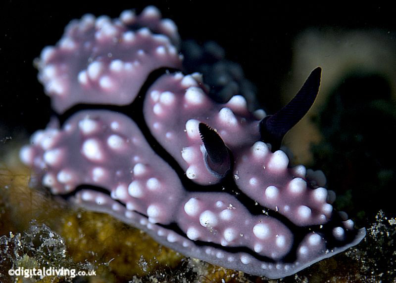 Portrait of Nudibranch (Phyllidiella pustulosa) in Dumagu... by David Henshaw 