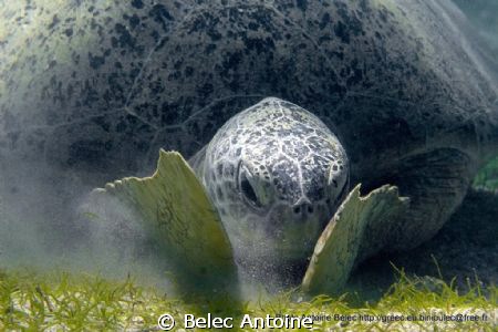 Tortue verte
Mayotte by Belec Antoine 