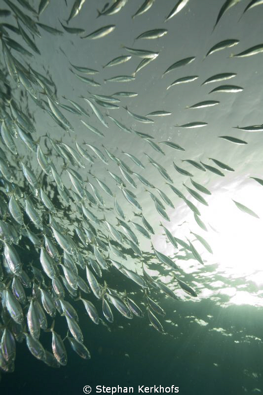 striped mackerel (rastrelliger kanagurta) taken in Na'ama... by Stephan Kerkhofs 