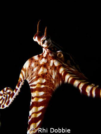 MIMIC MIMIC MIMIC
This little critter liked to come out ... by Rhi Dobbie 
