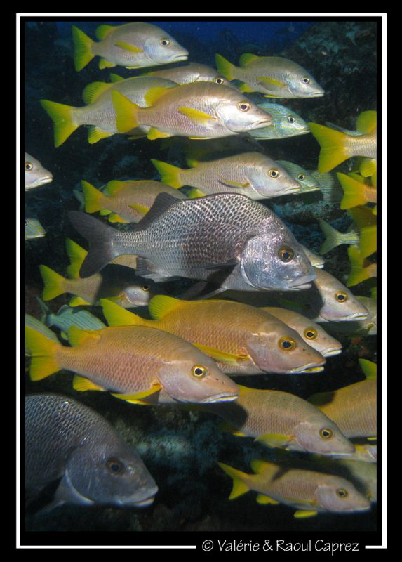 Taken with a Canon G9 in Cozumel. by Raoul Caprez 
