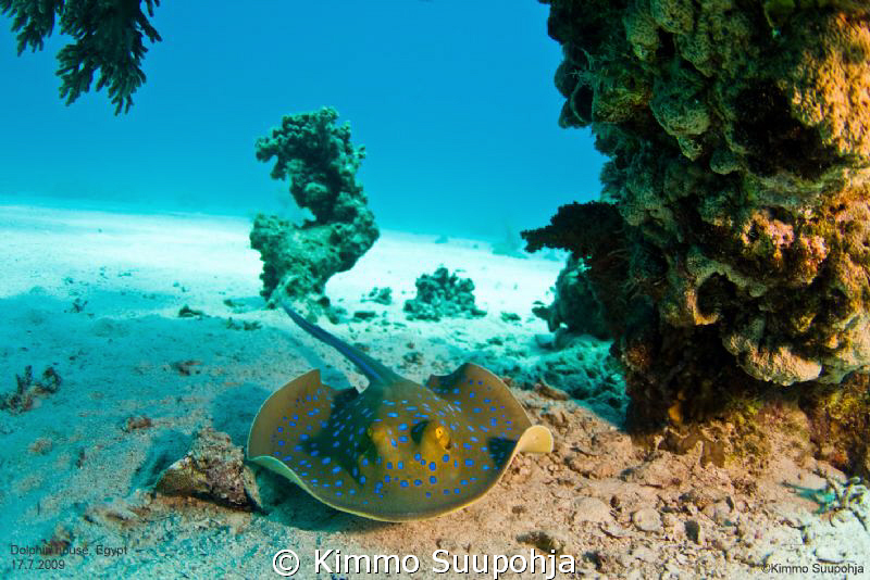 Blue-spotted ray by Kimmo Suupohja 