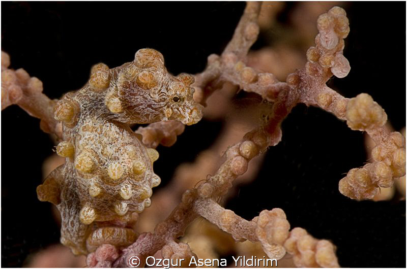 I took pygmy sea horse with 105 mm macrolens and macromat... by Ozgur Asena Yildirim 