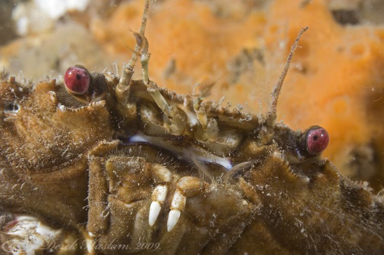 Velvet swimming crab. North Wales. D3, 105mm. by Derek Haslam 