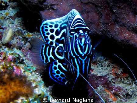 My patience paid off with this one.... by Bernard Maglana 