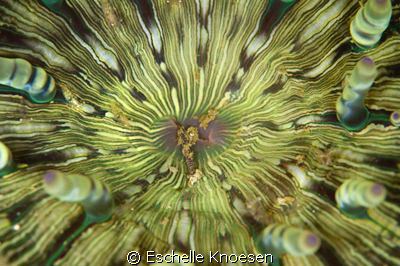 Anenome and shrimps, by Eschelle Knoesen 