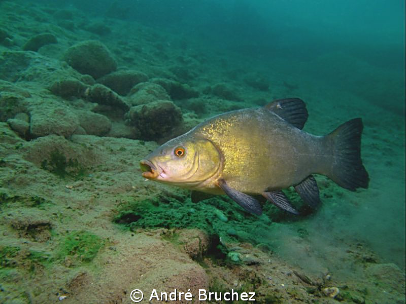 tanche de nos lacs ! by André Bruchez 