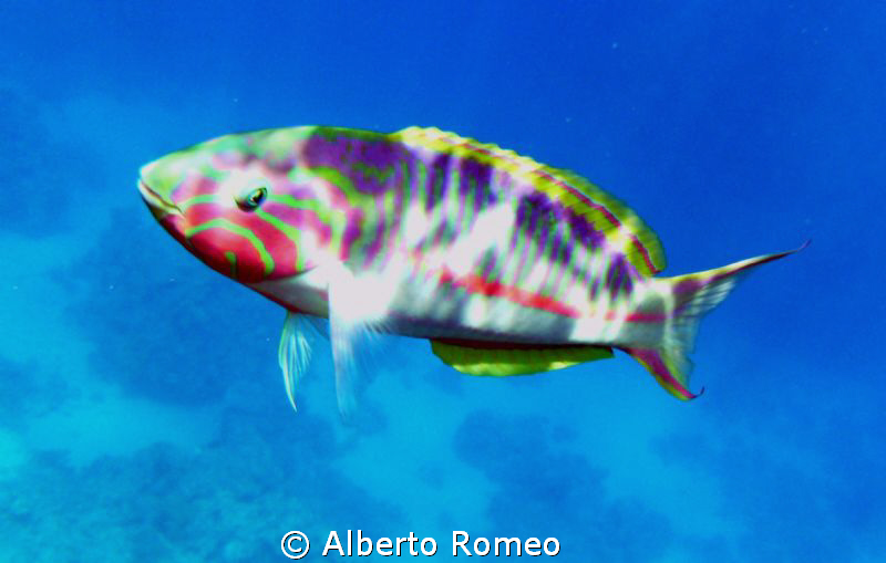 Portrait of a  comun wrasse (Thalassoma Klunzingerii).
S... by Alberto Romeo 