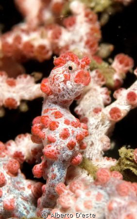 Ippocampus Pigmeo Bargibanti - Bunaken Park - Sulawesi
N... by Alberto D'este 